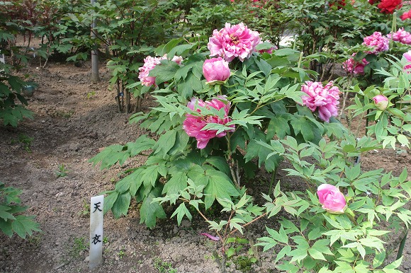 清水山のぼたん園（みやま市瀬高町）・千寿の楽しい歴史_a0137997_14523839.jpg