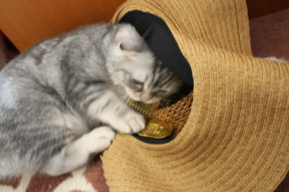 猫に小判2。。_c0178104_17143628.jpg