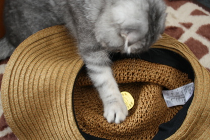猫に小判2。。_c0178104_1732052.jpg