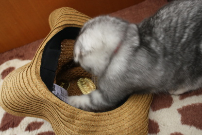 猫に小判2。。_c0178104_17434.jpg