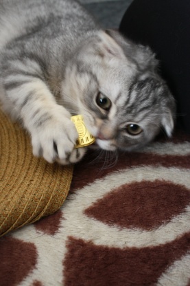 猫に小判2。。_c0178104_1745558.jpg