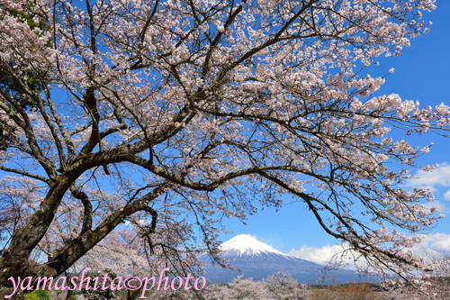「平成富士山」の写真展2日目です。今回の出展作品を紹介しました。_a0158609_6361812.jpg