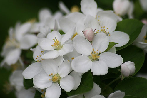 ハナカイドウと、果物の花_e0255509_20404079.jpg