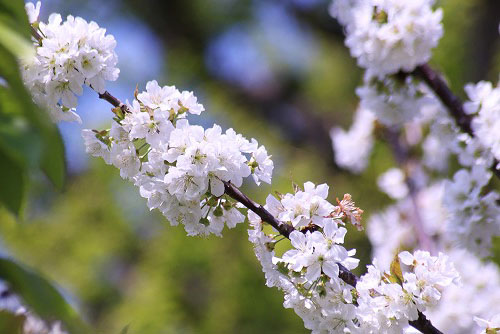 ハナカイドウと、果物の花_e0255509_2042168.jpg