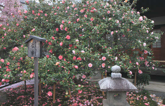 椿寺--地蔵院_e0048413_17164418.jpg