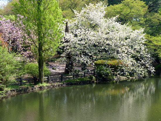 新宿御苑で花見_e0048413_1743390.jpg