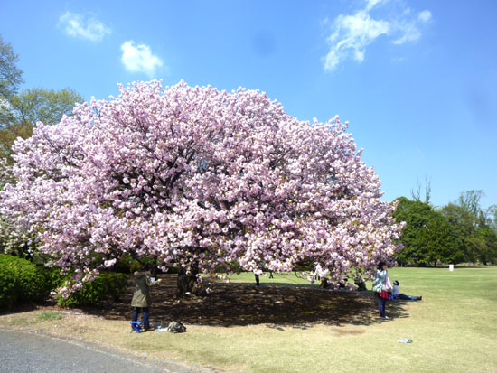 新宿御苑で花見_e0048413_17434751.jpg