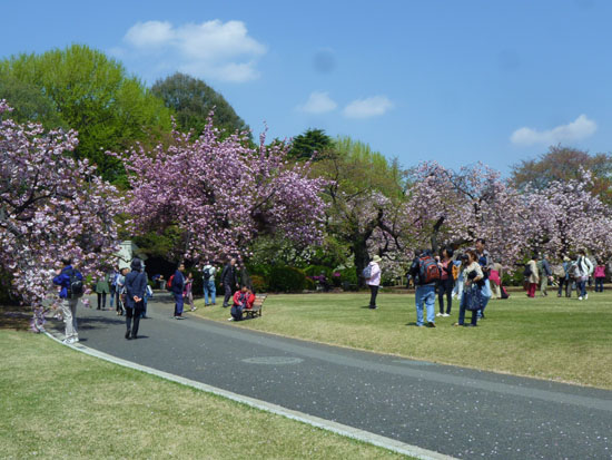 新宿御苑で花見_e0048413_1744124.jpg