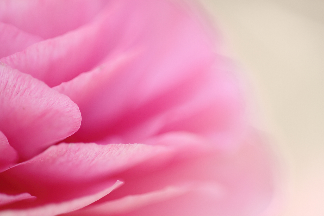 ラナンキュラス 花びらの海 花は桜木