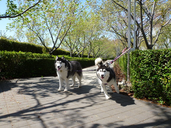 東京ビッグサイト・・・・の公園_a0226620_14381238.jpg