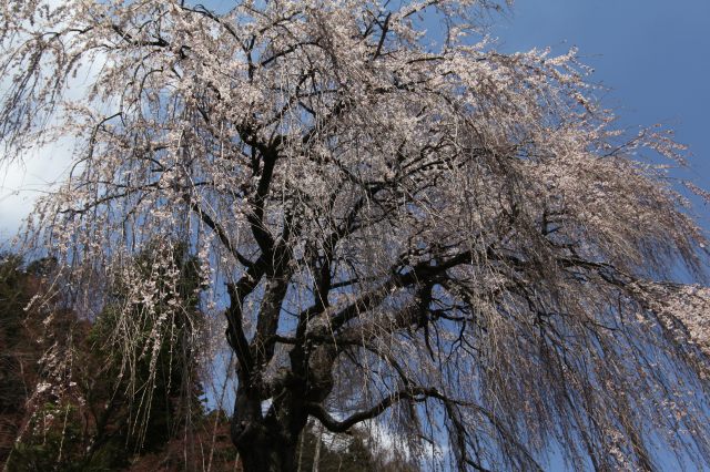 ♪　安曇野の枝垂れ桜巡り　♪_e0242721_11181988.jpg