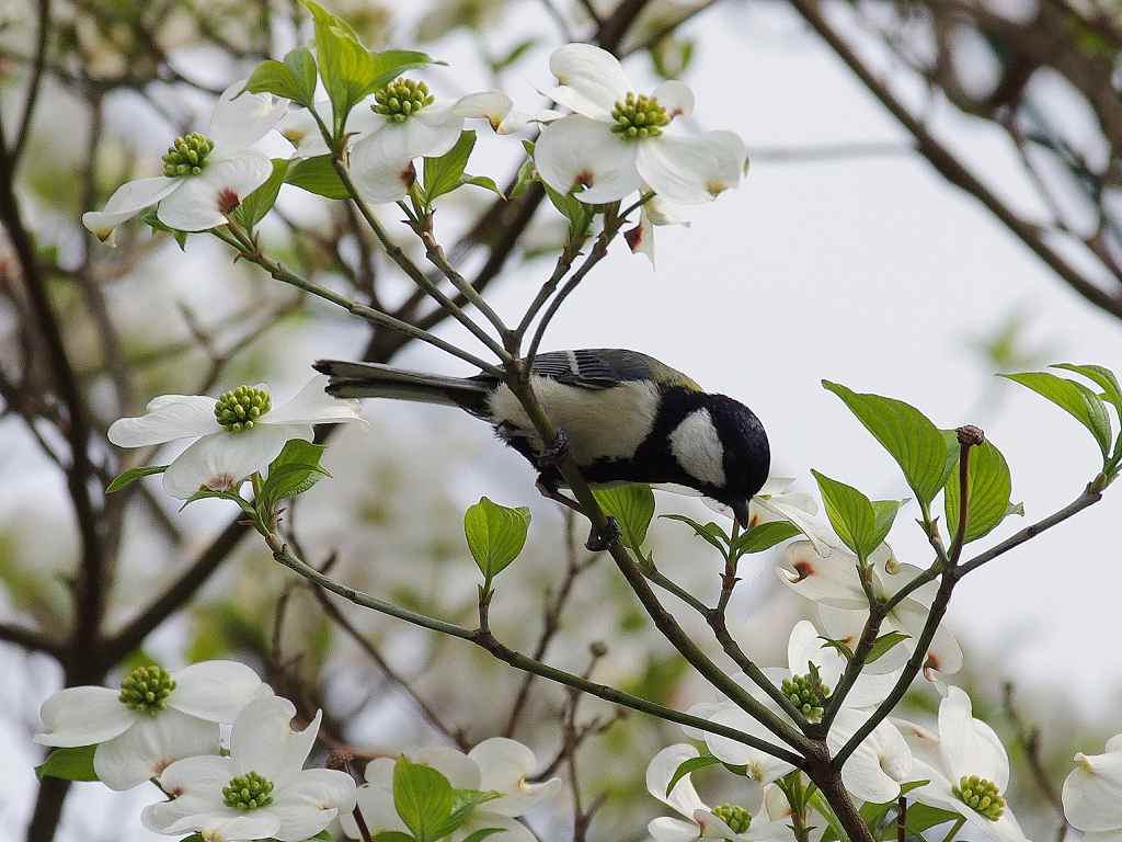 花水木とシジュウカラ_e0293921_2358178.jpg