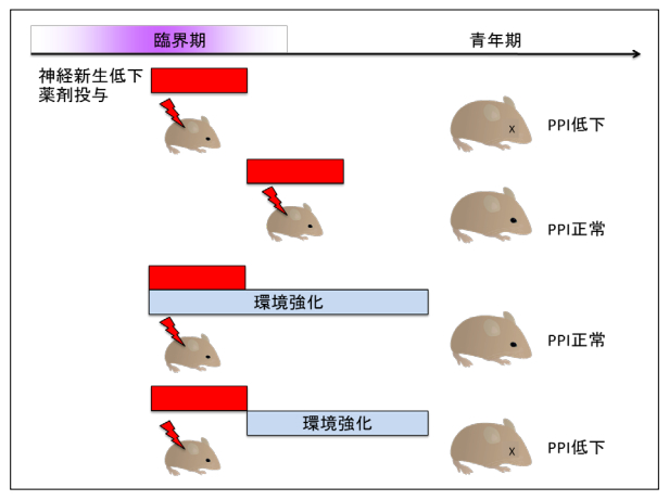 元ポスドクさんの論文発表:心の病発症しやすさの臨界期_d0028322_7362385.jpg