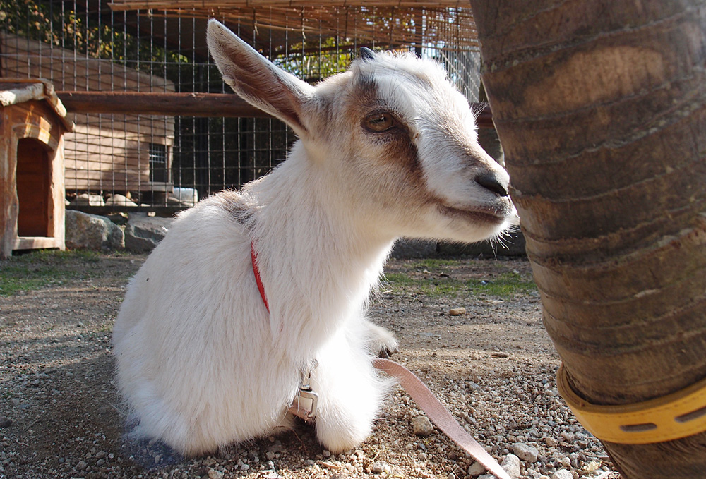 2012.11.19 しろとり動物園のヤギさんたち 【Goats】_f0250322_13305168.jpg