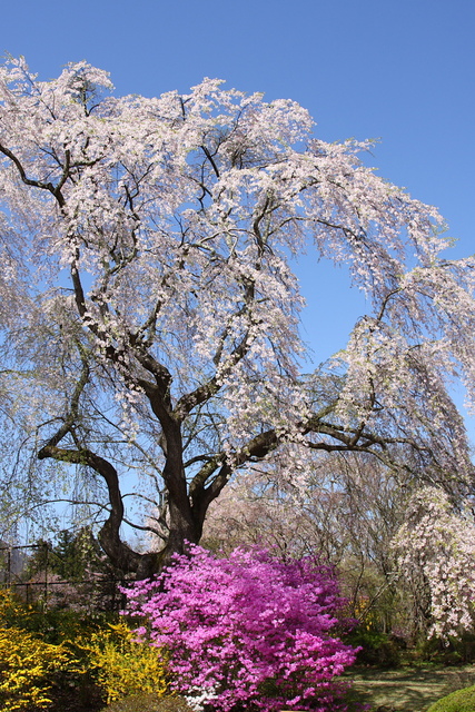 河口湖と桜_c0208924_22314791.jpg