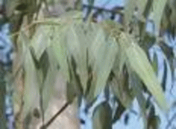 d0174624_1135499.gif