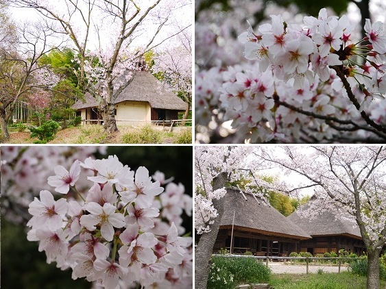 タイムスリップ ~服部緑地公園(豊中)~_c0235725_12394518.jpg