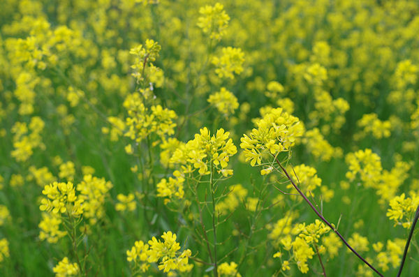 法勝寺川菜の花ポタ_f0007926_1053320.jpg