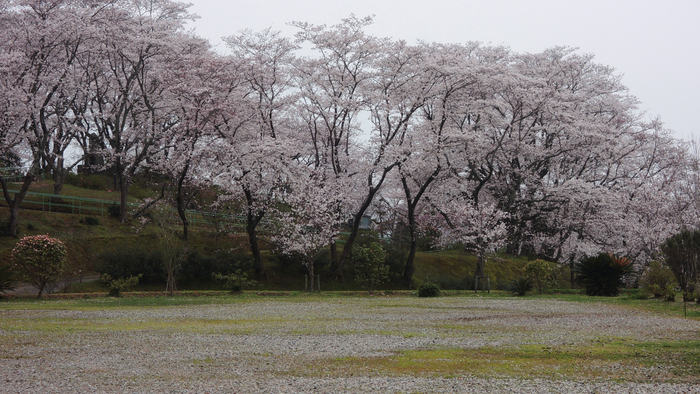 五條市西吉野-花の里_a0216227_112669.jpg