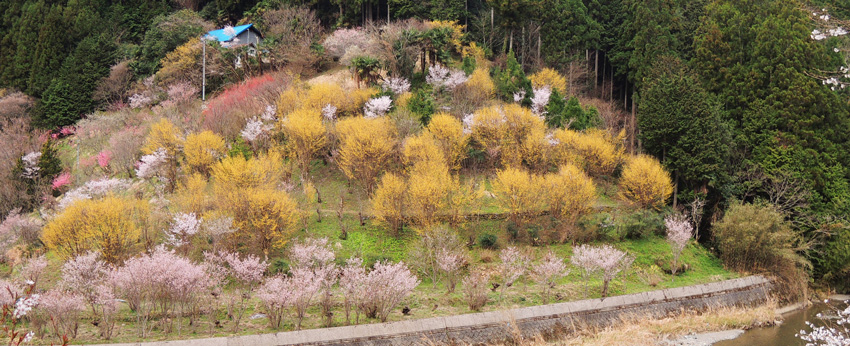 五條市西吉野-花の里_a0216227_17102251.jpg