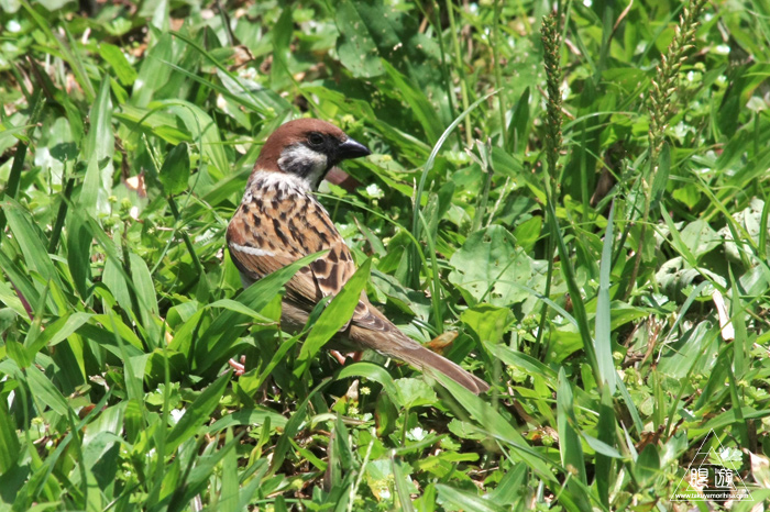 172 台北 ~台湾の野鳥~_c0211532_2244407.jpg