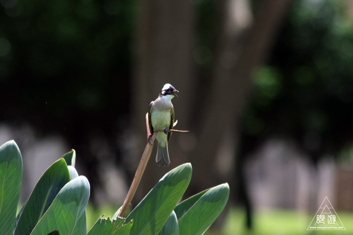 172 台北 ～台湾の野鳥～_c0211532_22454876.jpg