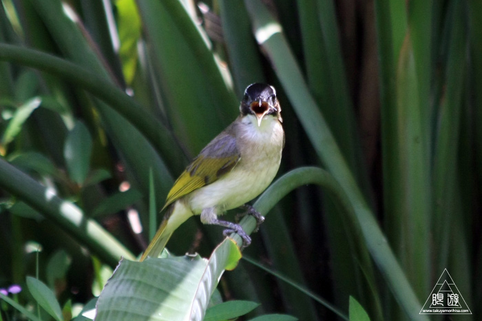 172 台北 ~台湾の野鳥~_c0211532_22475934.jpg