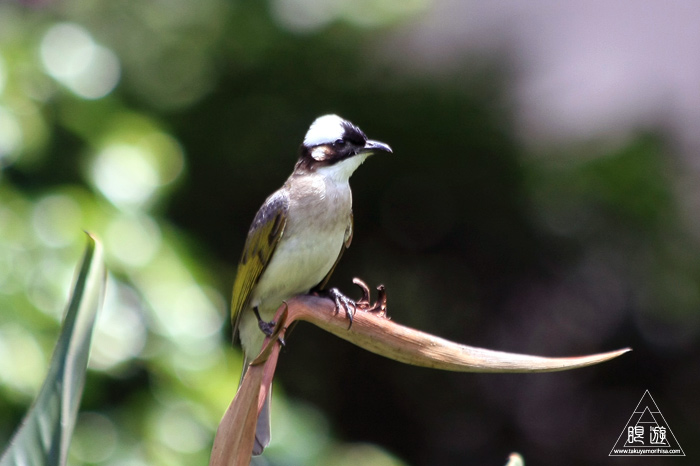 172 台北 ～台湾の野鳥～_c0211532_22481143.jpg