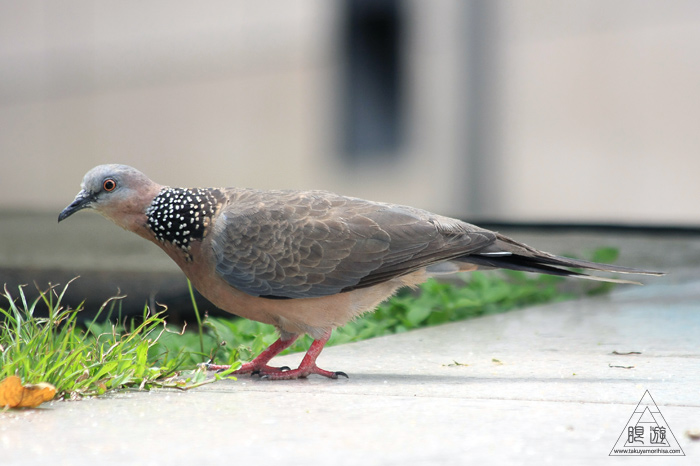 172 台北 ～台湾の野鳥～_c0211532_2253715.jpg