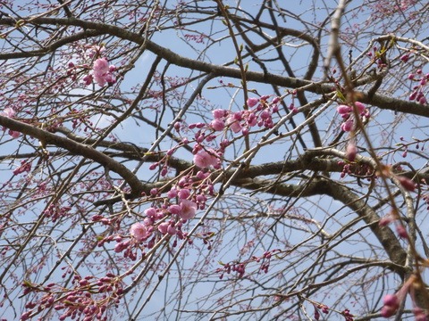 しだれ桜開花_e0120932_1102100.jpg