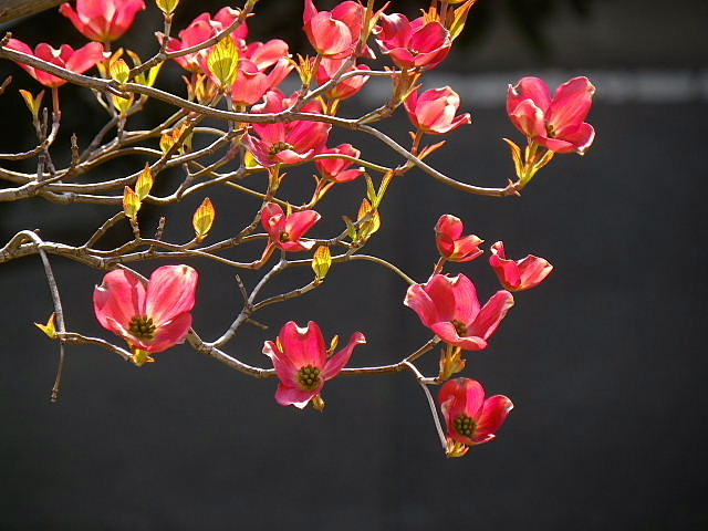 キャロライナ・ジャスミン、紅花花水木、白花烏野豌豆、櫟、小楢、いろは紅葉、_c0051143_0183667.jpg