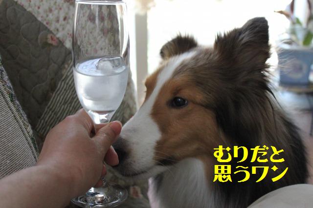 腎不全に水素含有水H4O・・・を作ろう!_e0195743_14455788.jpg