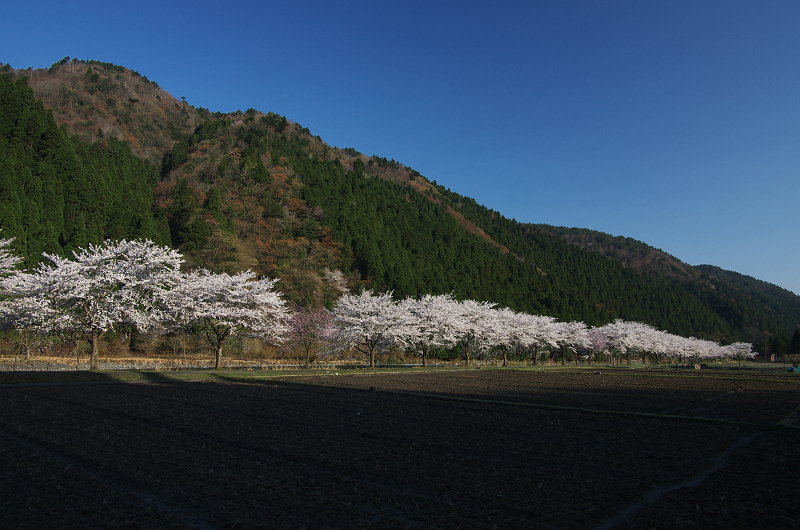 朽木大野の桜並木_f0155048_2346336.jpg