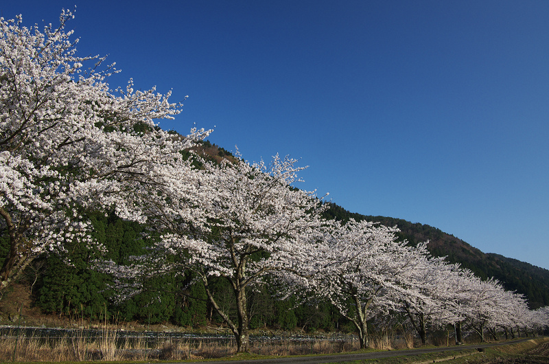 朽木大野の桜並木_f0155048_23465421.jpg