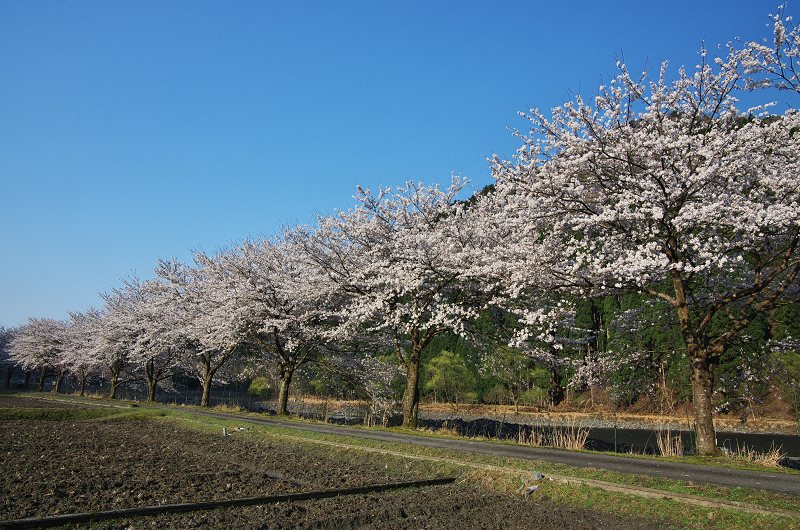 朽木大野の桜並木_f0155048_23471029.jpg