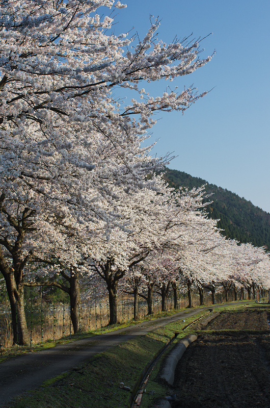 朽木大野の桜並木_f0155048_23475255.jpg