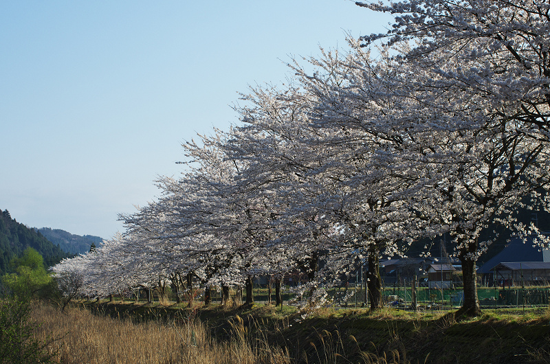 朽木大野の桜並木_f0155048_23482730.jpg