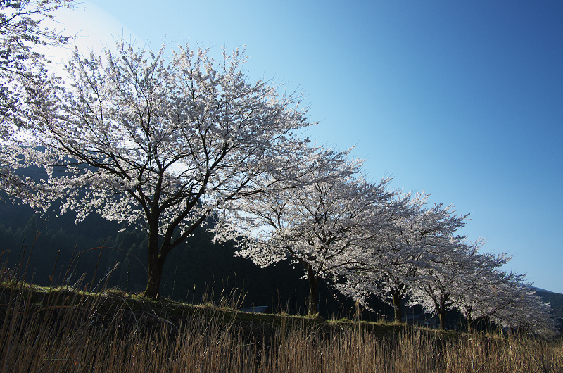 朽木大野の桜並木_f0155048_23484256.jpg