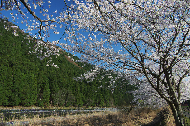 朽木大野の桜並木_f0155048_234916100.jpg