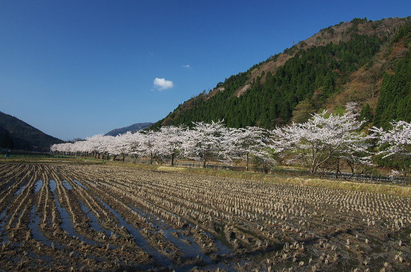 朽木大野の桜並木_f0155048_23492277.jpg