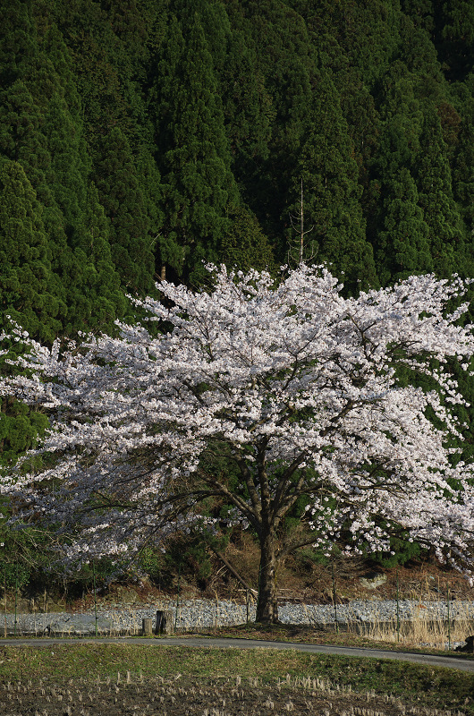 朽木大野の桜並木_f0155048_23501399.jpg