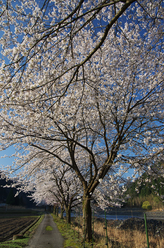 朽木大野の桜並木_f0155048_2351055.jpg