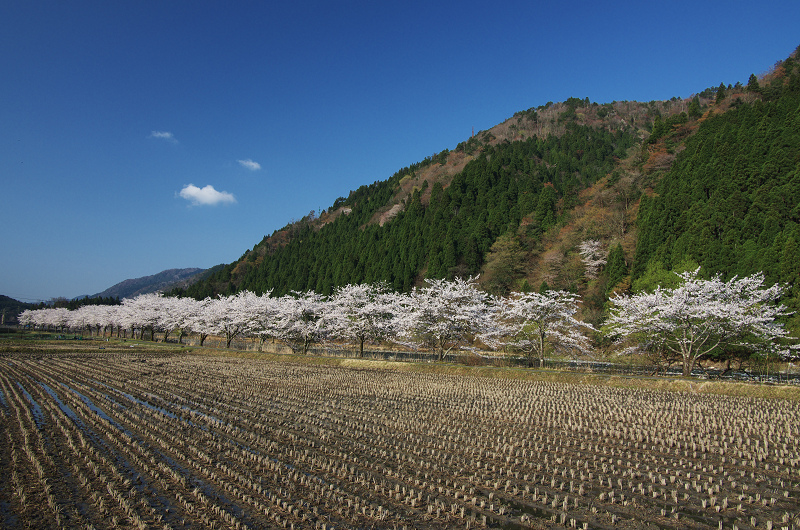 朽木大野の桜並木_f0155048_23514119.jpg