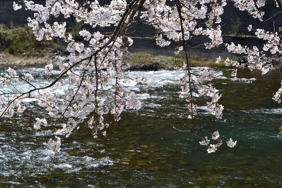 長良川の清流と桜と。_a0055650_2112396.jpg