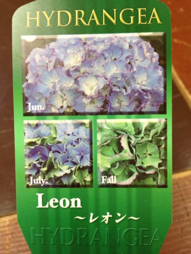 アジサイ『Leon』〜付け足し〜_b0239952_16423799.jpg