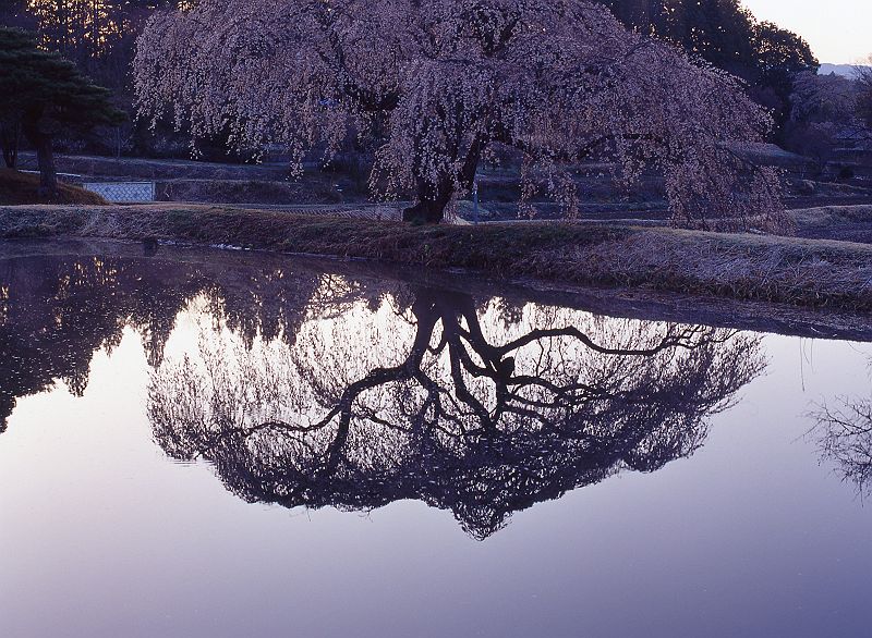 桜紀行　桜回廊あぶくま　その1 ・・・_f0169053_19332662.jpg