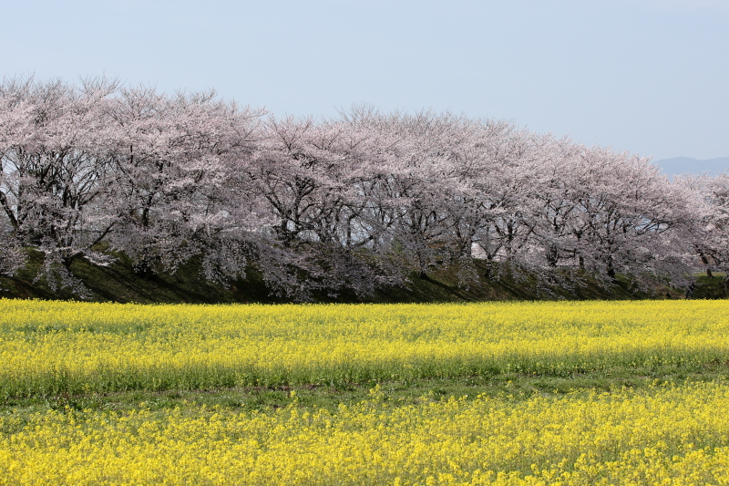 もう、桜は・・・今年は早かった。_c0272958_20425566.jpg