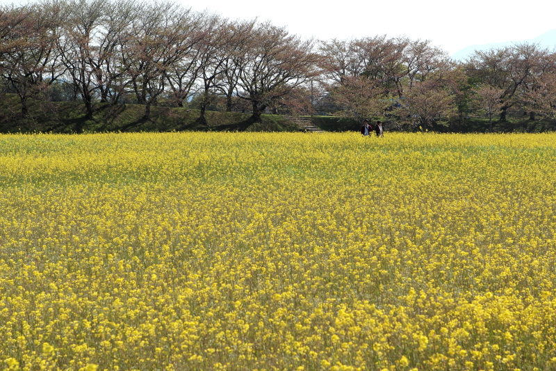 もう、桜は・・・今年は早かった。_c0272958_20475927.jpg