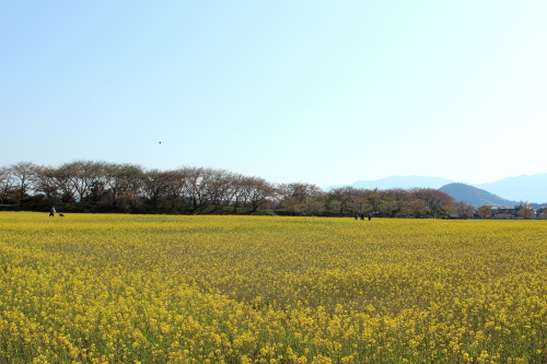 もう、桜は・・・今年は早かった。_c0272958_20495145.jpg