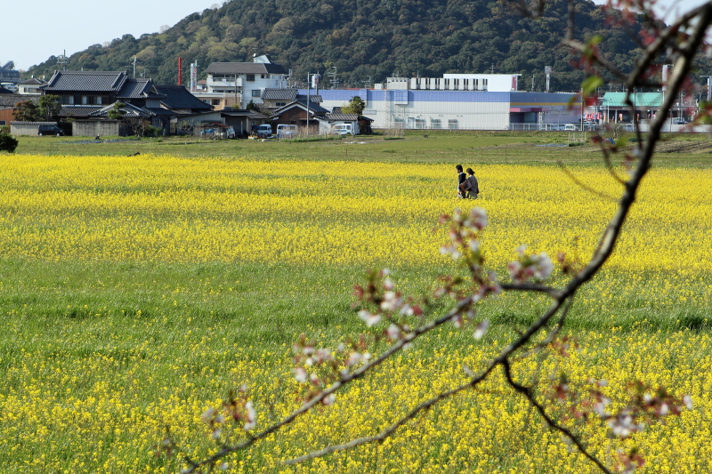 もう、桜は・・・今年は早かった。_c0272958_2052468.jpg